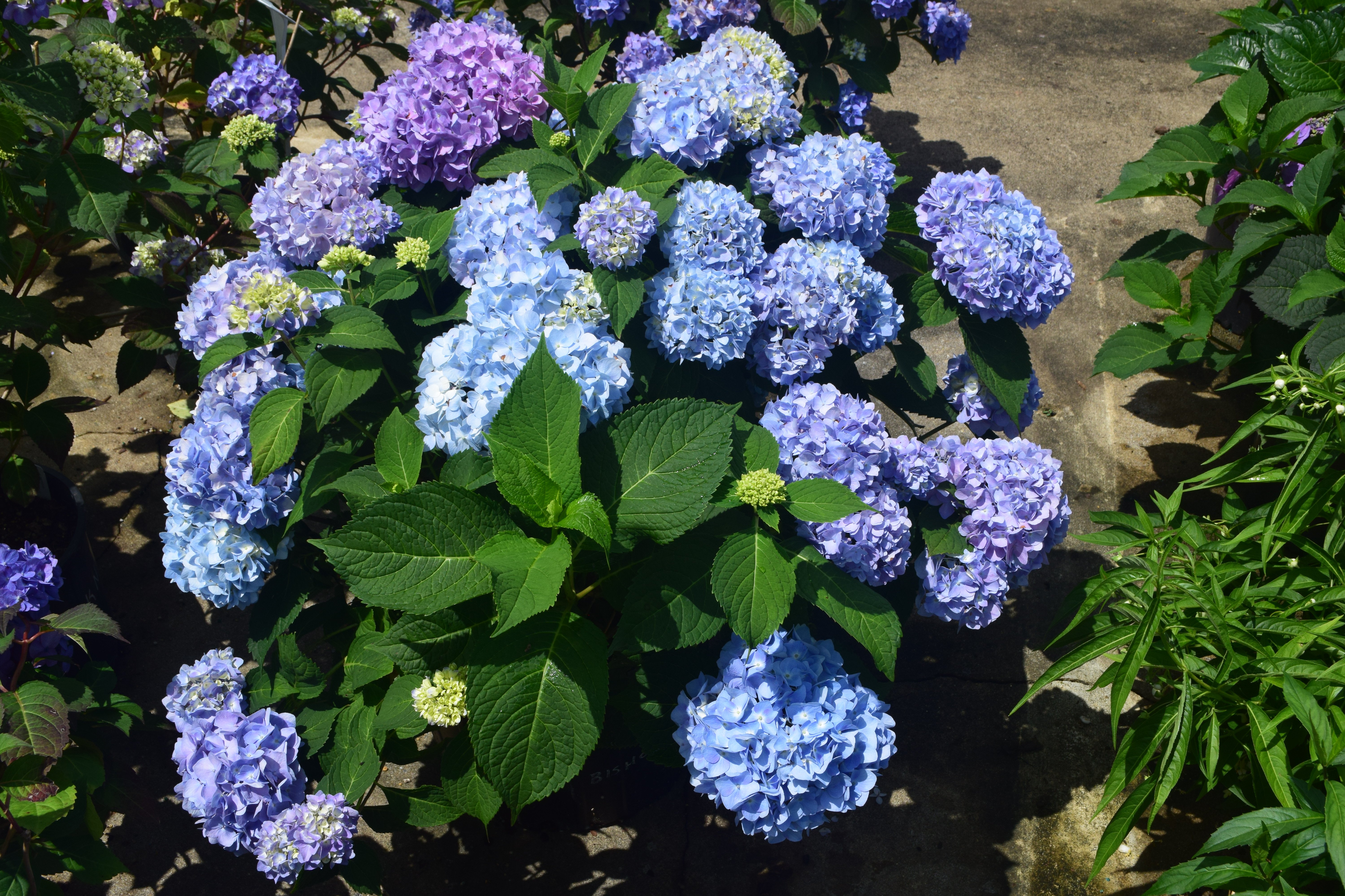 Hydrangea Azure Skies PP32,054 Photo