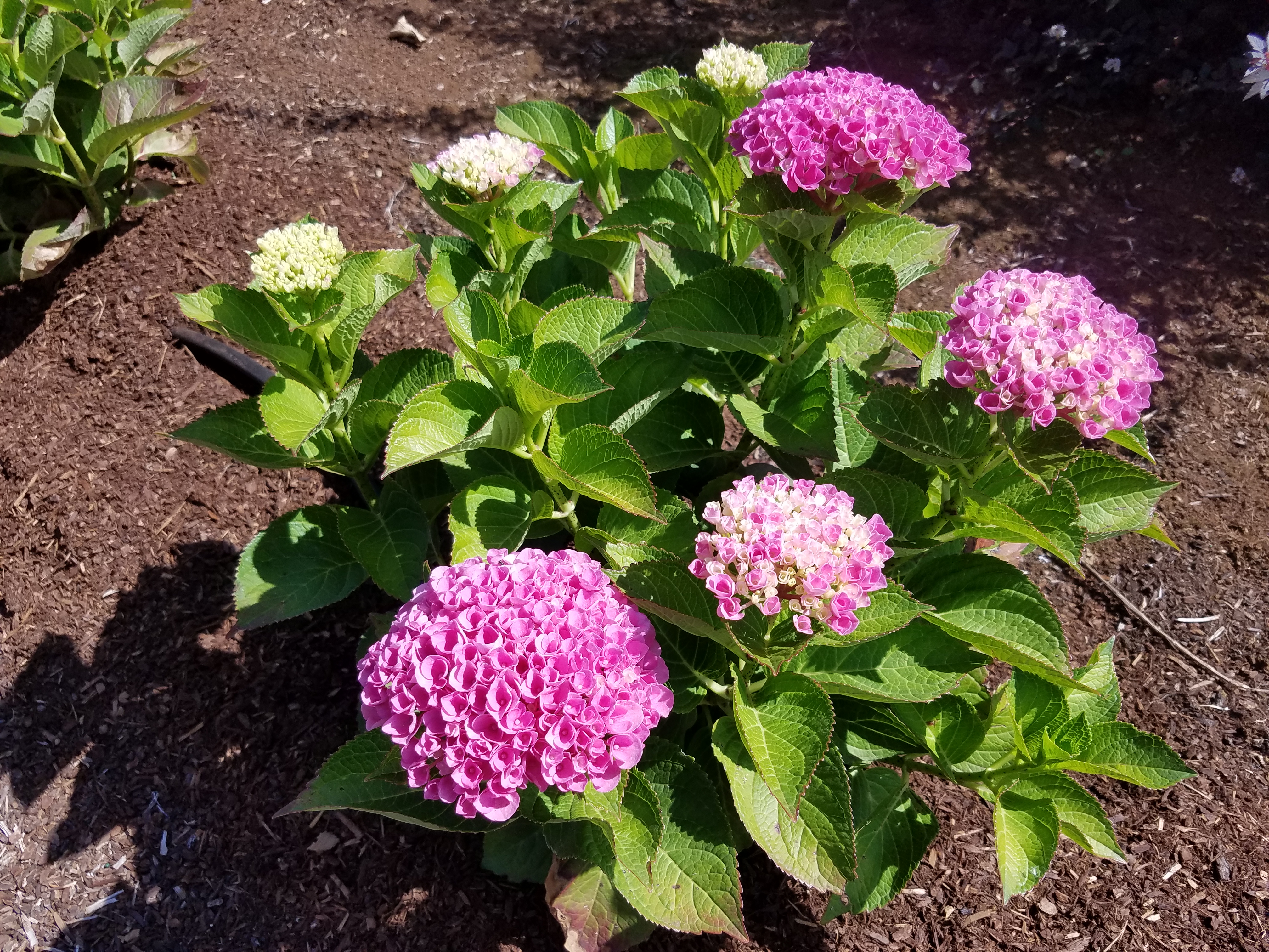Hydrangea Elizabeth Ashley PP31,264 Photo