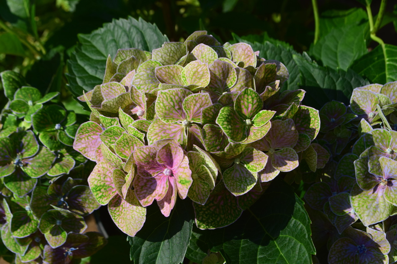 Hydrangea Froggie PP32,242 Photo