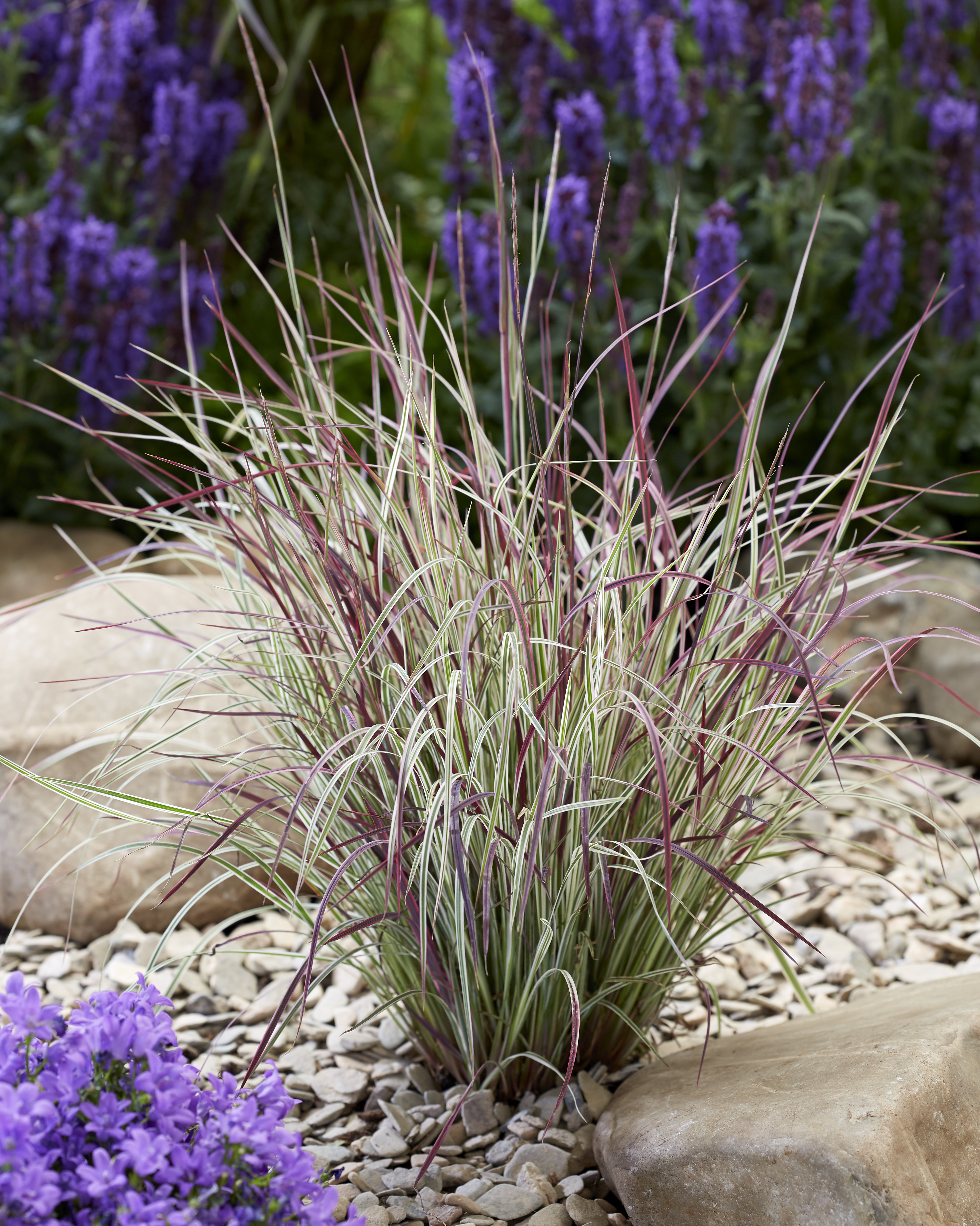 Schizachyrium 'Chameleon' PP31,339 Photo