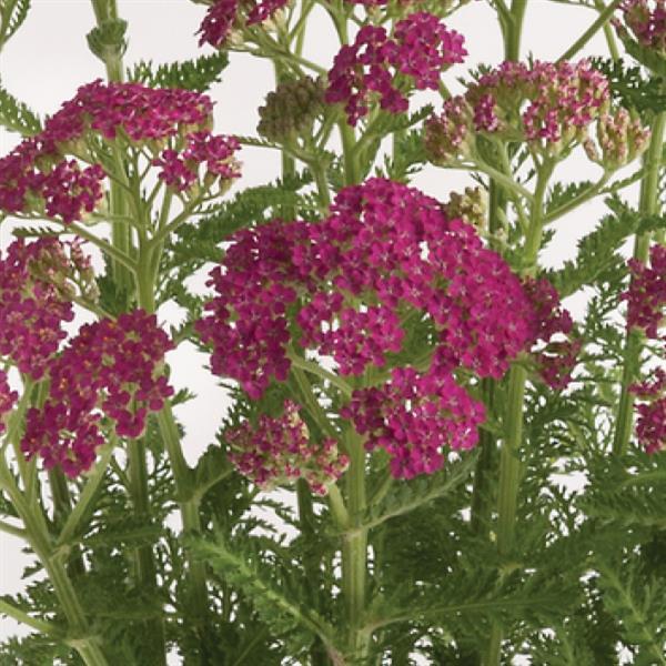 Achillea Milly Rock™ Rose PP31,620 Photo