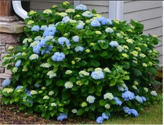 Rock 'n Roll Hydrangea