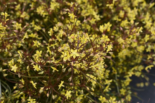 Lysimachia lanceolata var. purpurea