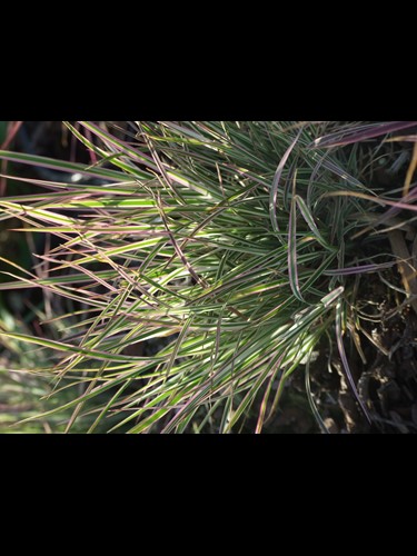 Schizachyrium scoparium ‘Chameleon’ in spring