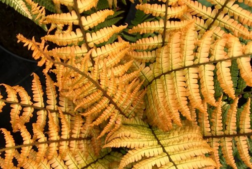 Dryopteris Jurassic Gold