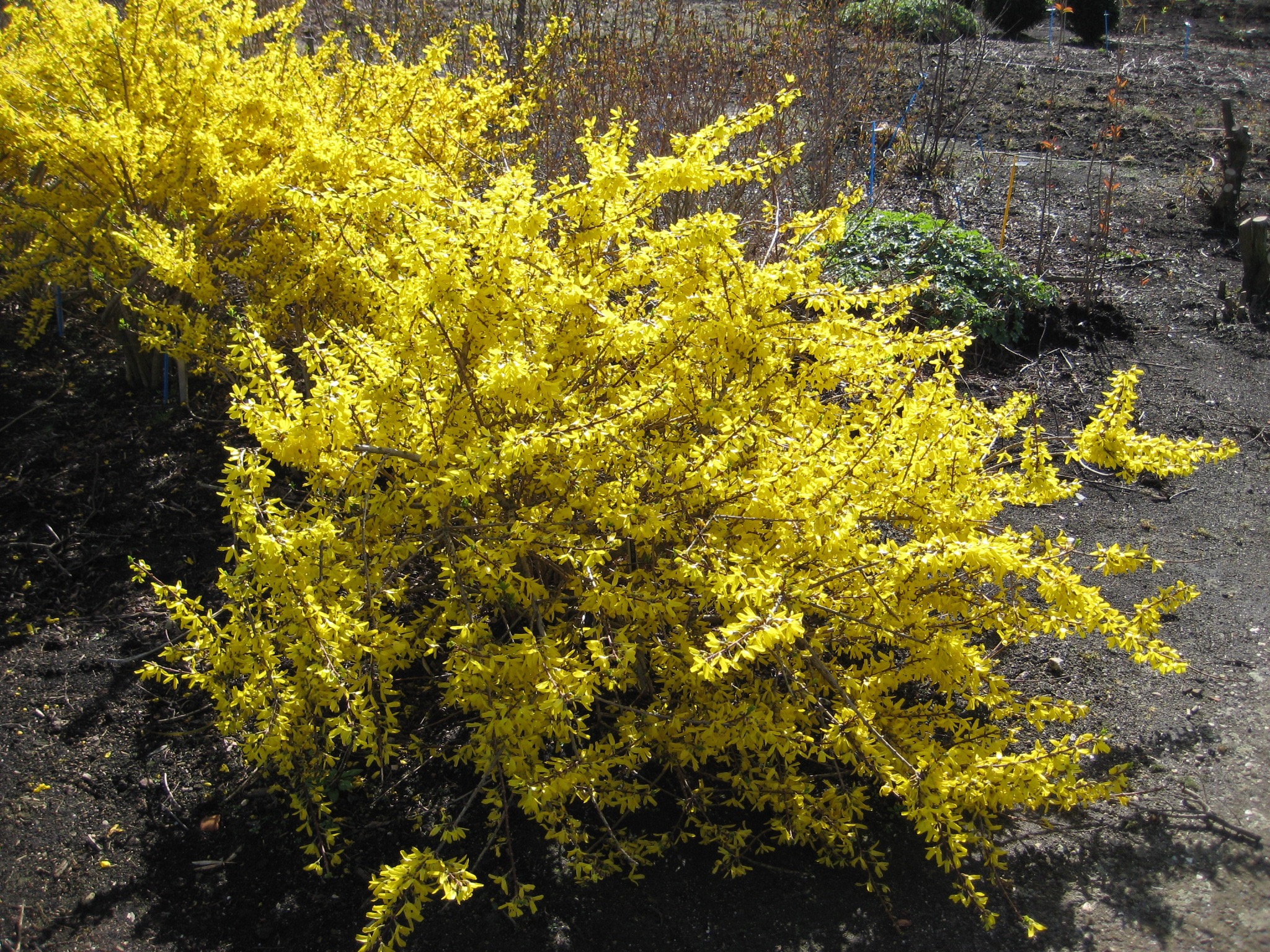 Forsythia Magical Gold (Plants Nouveau)