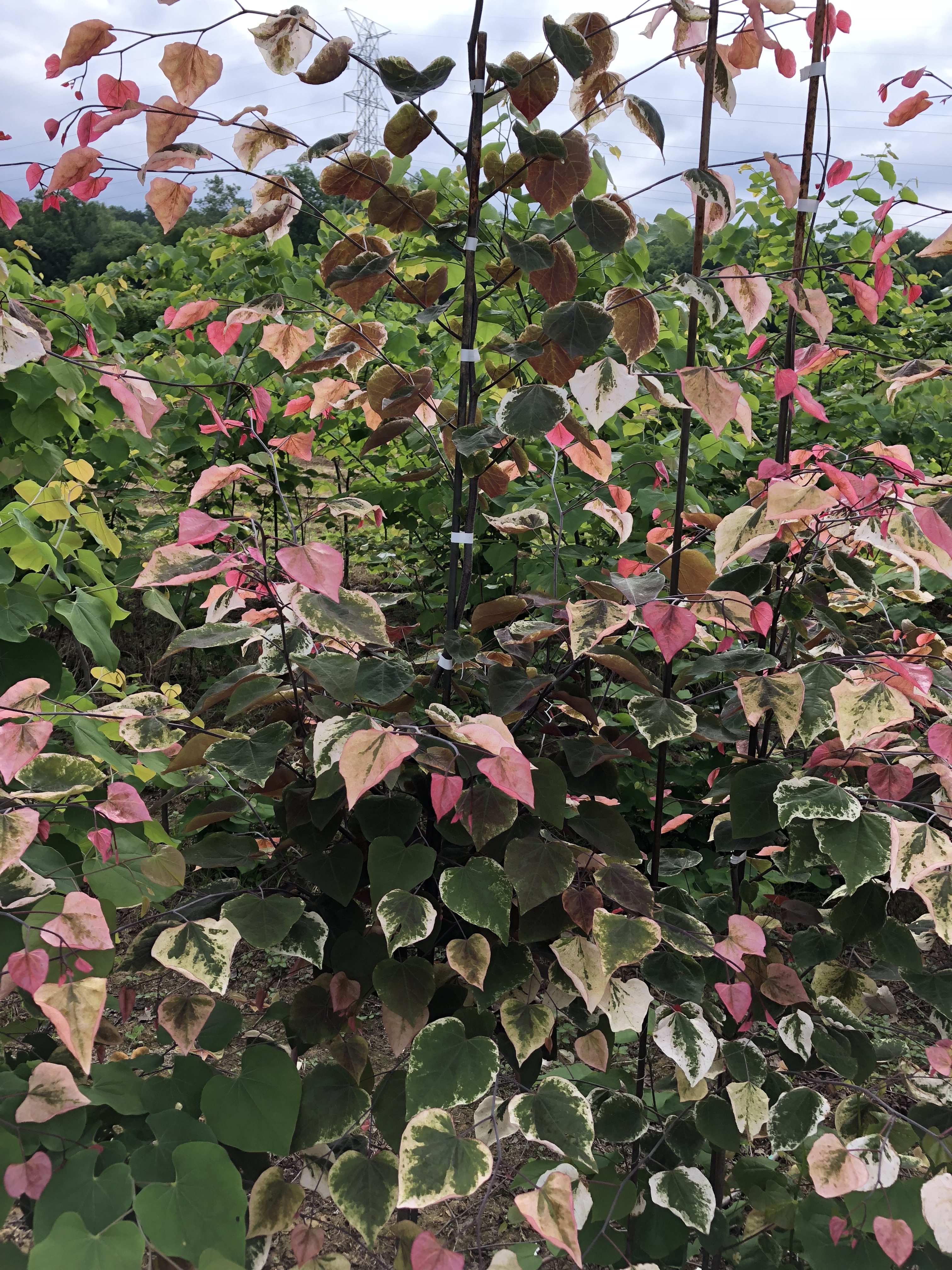 Cercis Carolina Sweetheart (1002CO)