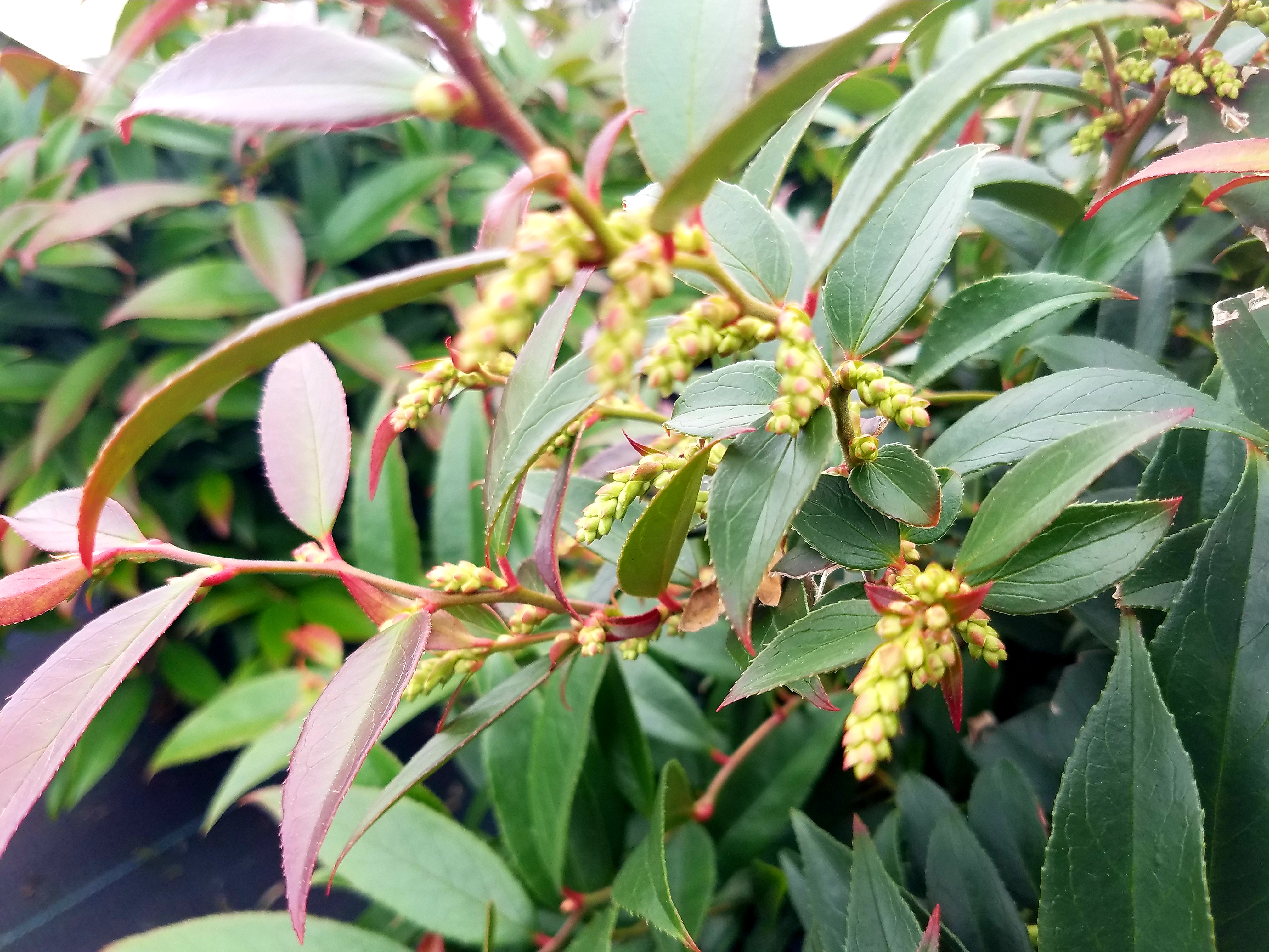 Leucotjoe ReJoyce flower buds 