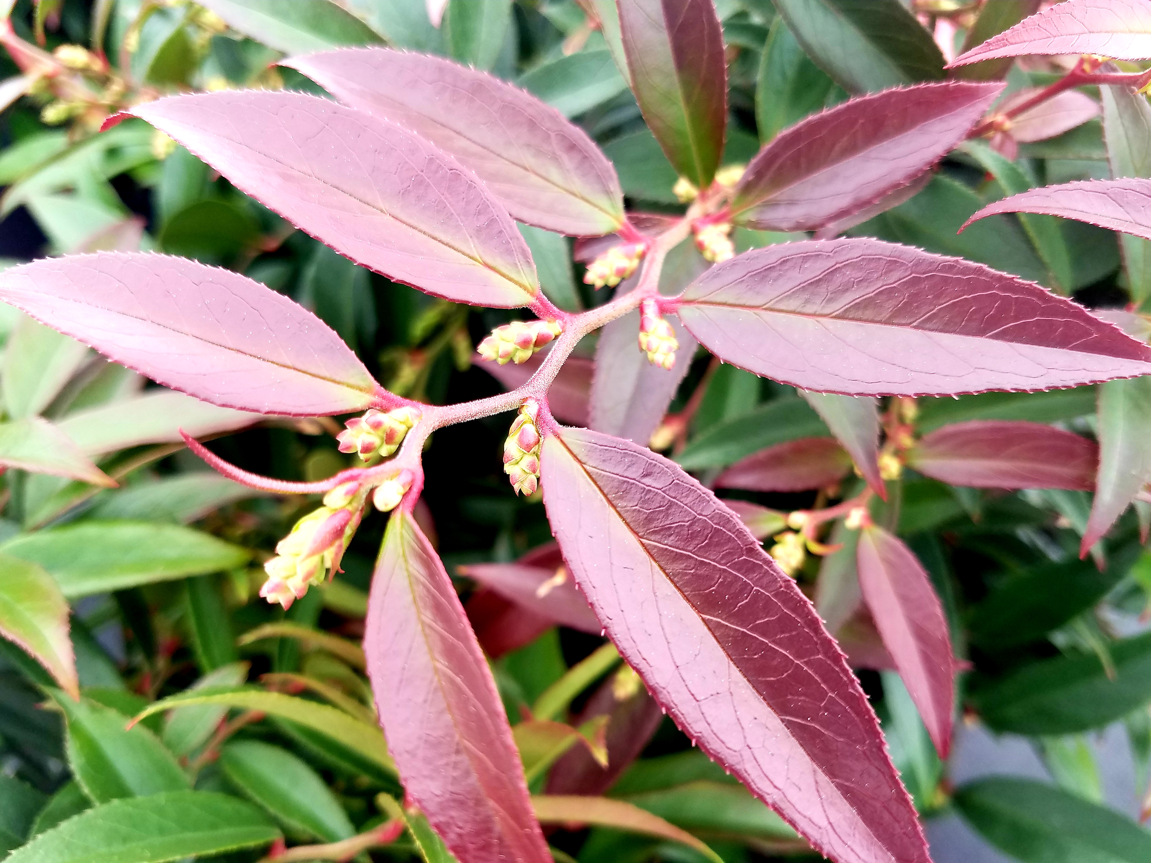 Leucothoe ReJoyce -1 