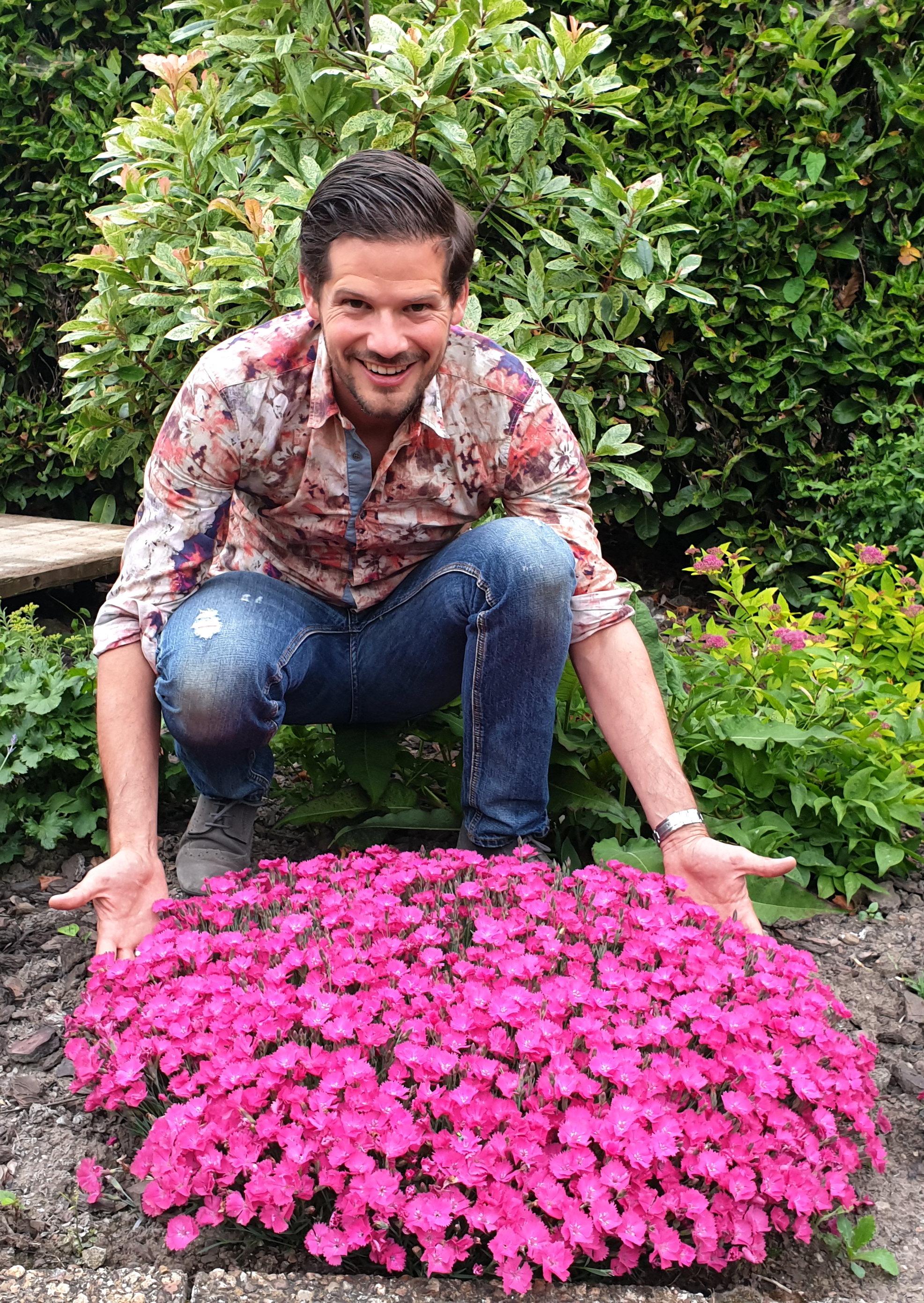 Dianthus Vivid Bright light 20190610