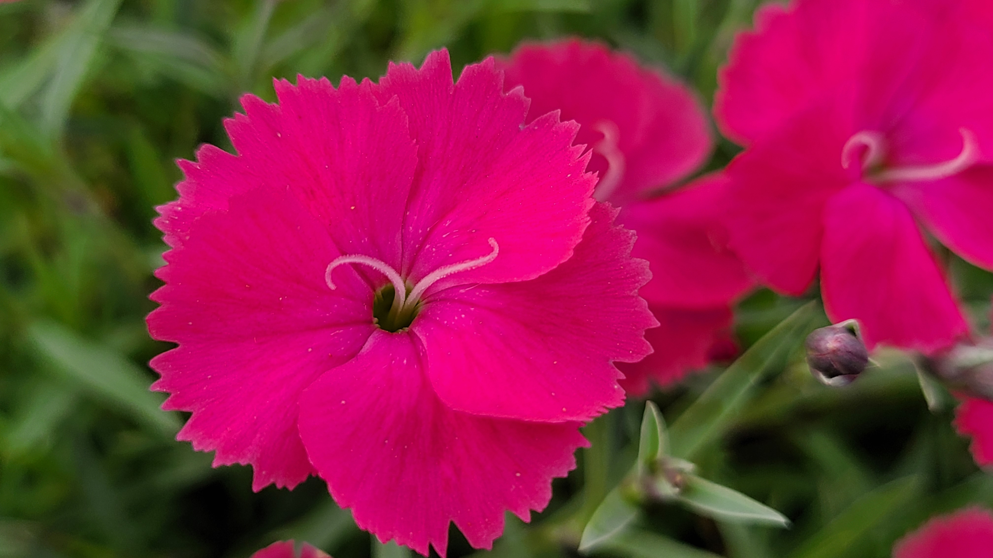 Dianthus Vivid Bright Light (10)