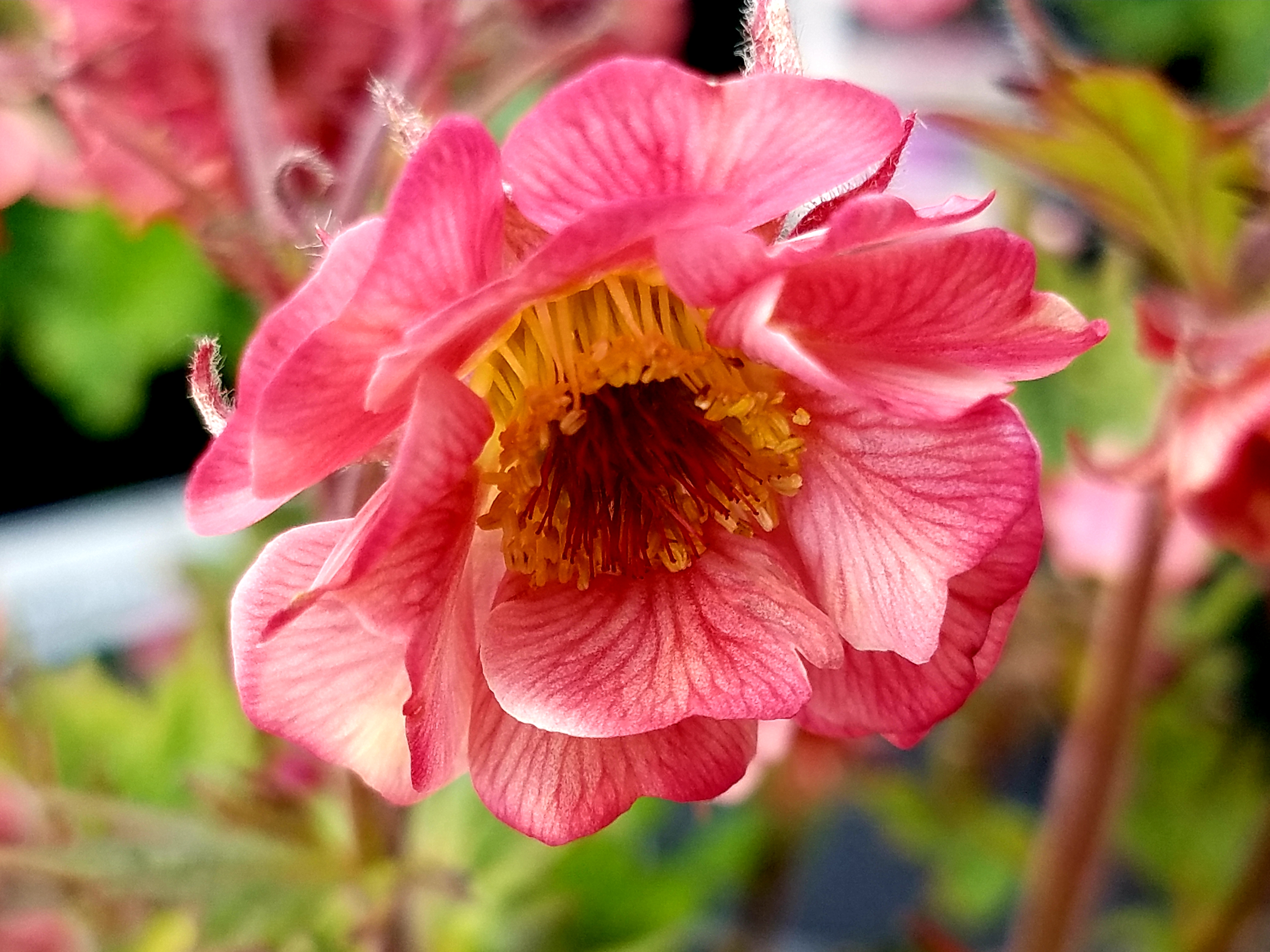 Geum Tempo Rose 
