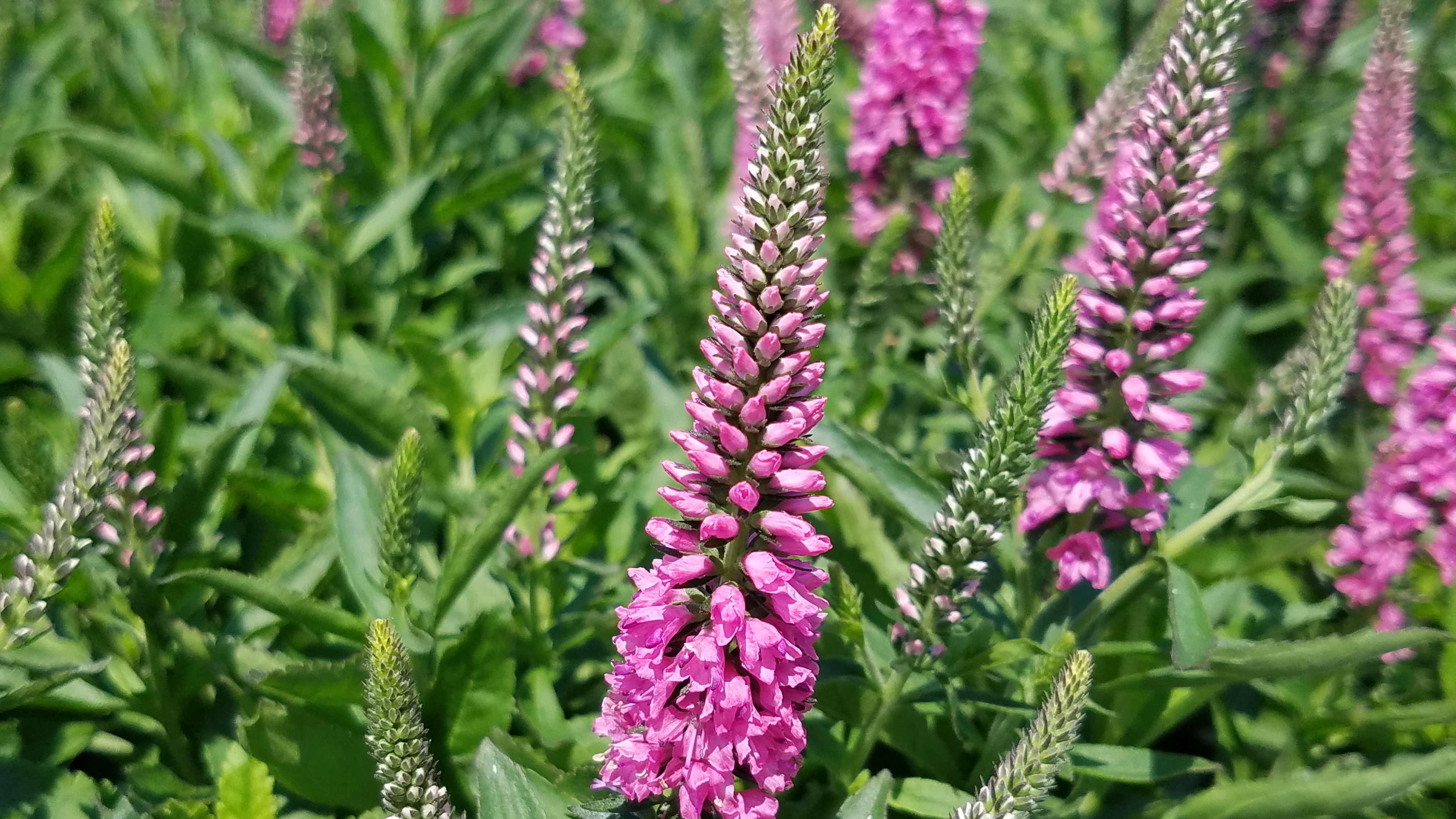 Veronica Bubblegum Candles-2 