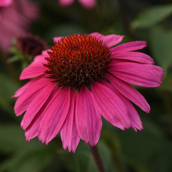 Echinacea Sombrero Rosada DP