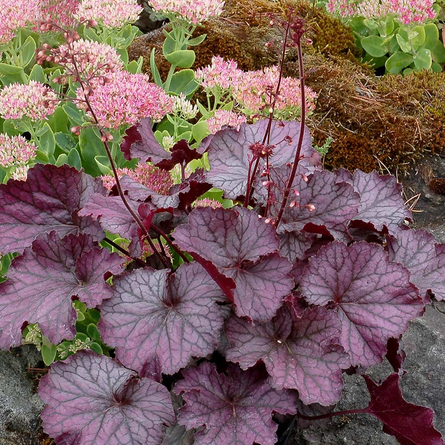 Heuchera-Northern-Exposure-Purple-1 (Terra Nova)