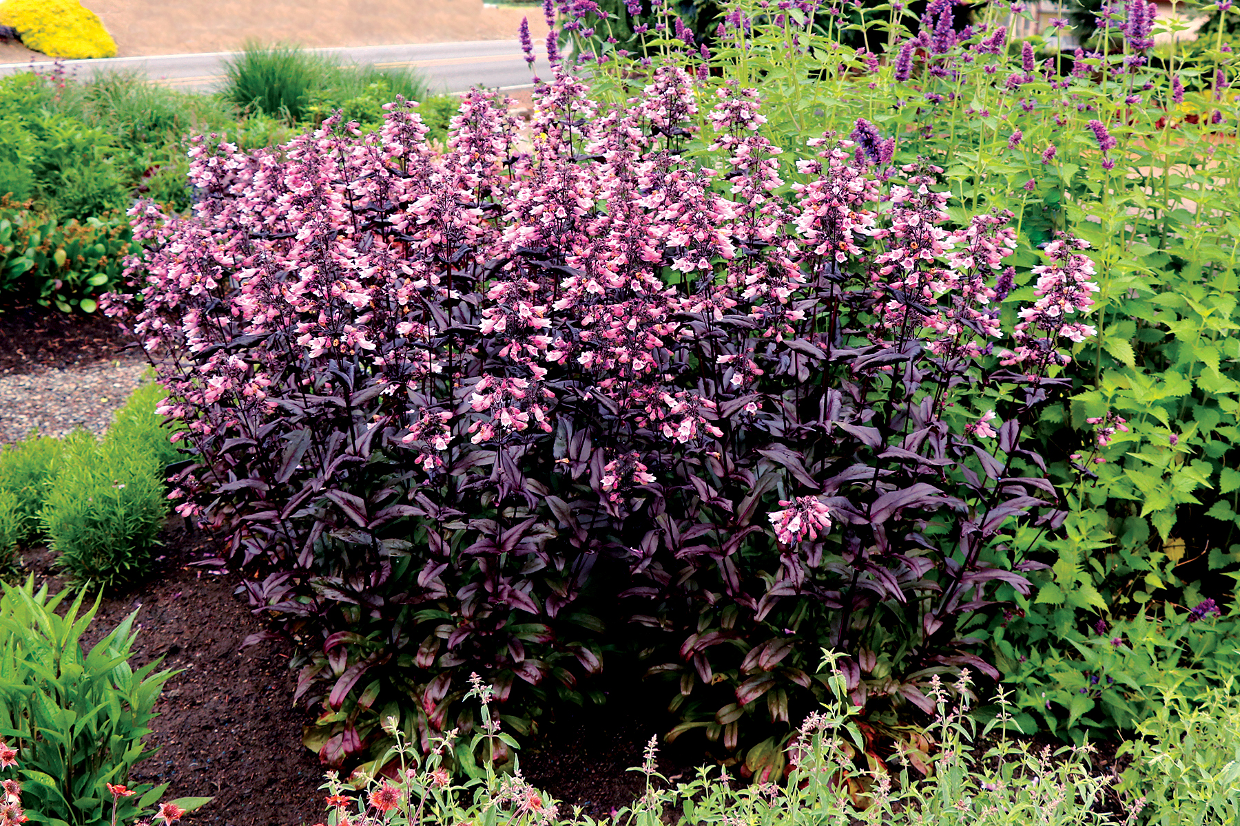 Penstemon-Dakota-Burgundy-TN