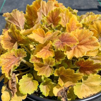 Heuchera Northern Exposure™  Sienna