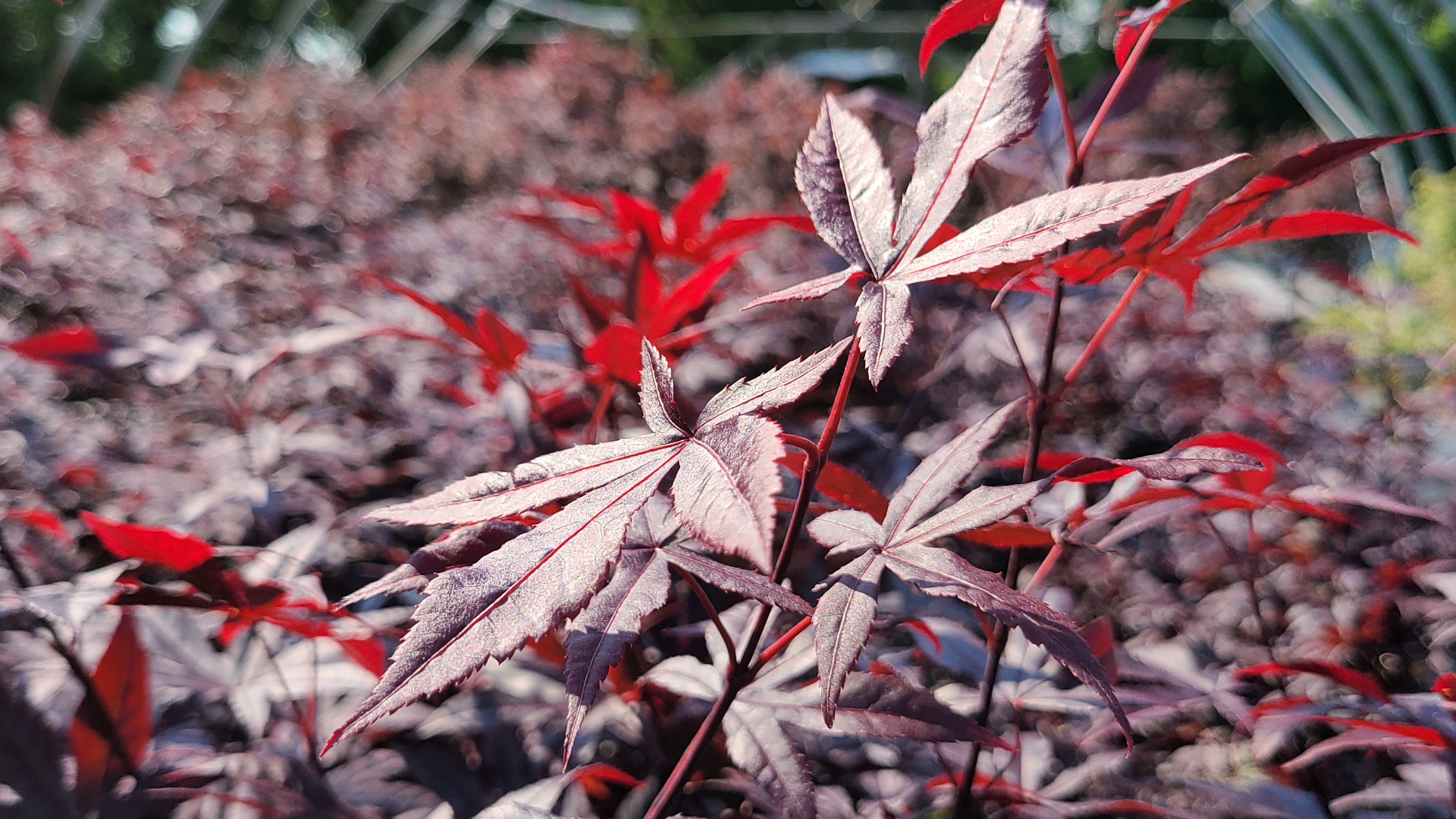 Acer Emperor One  (4)