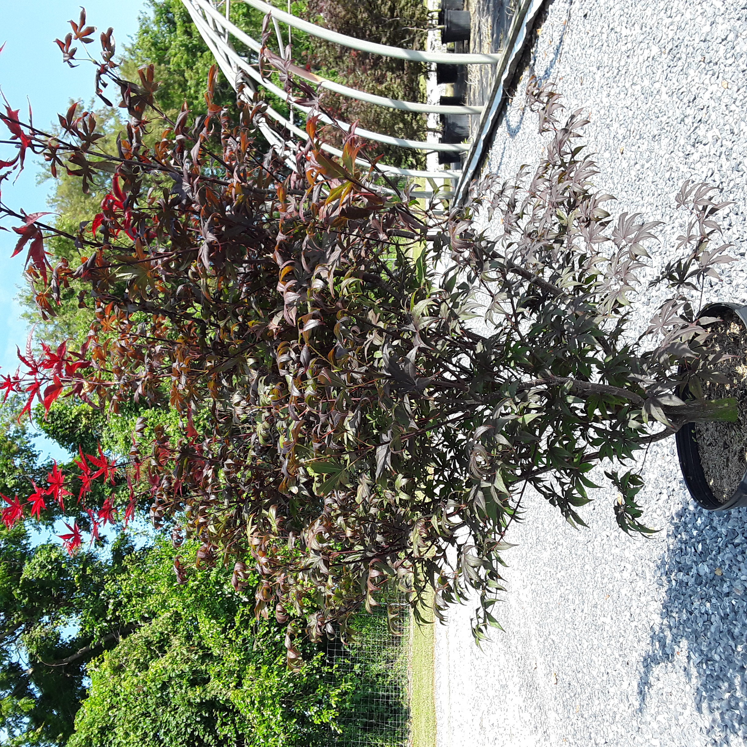 w Acer Emperor One 3-4 #7C