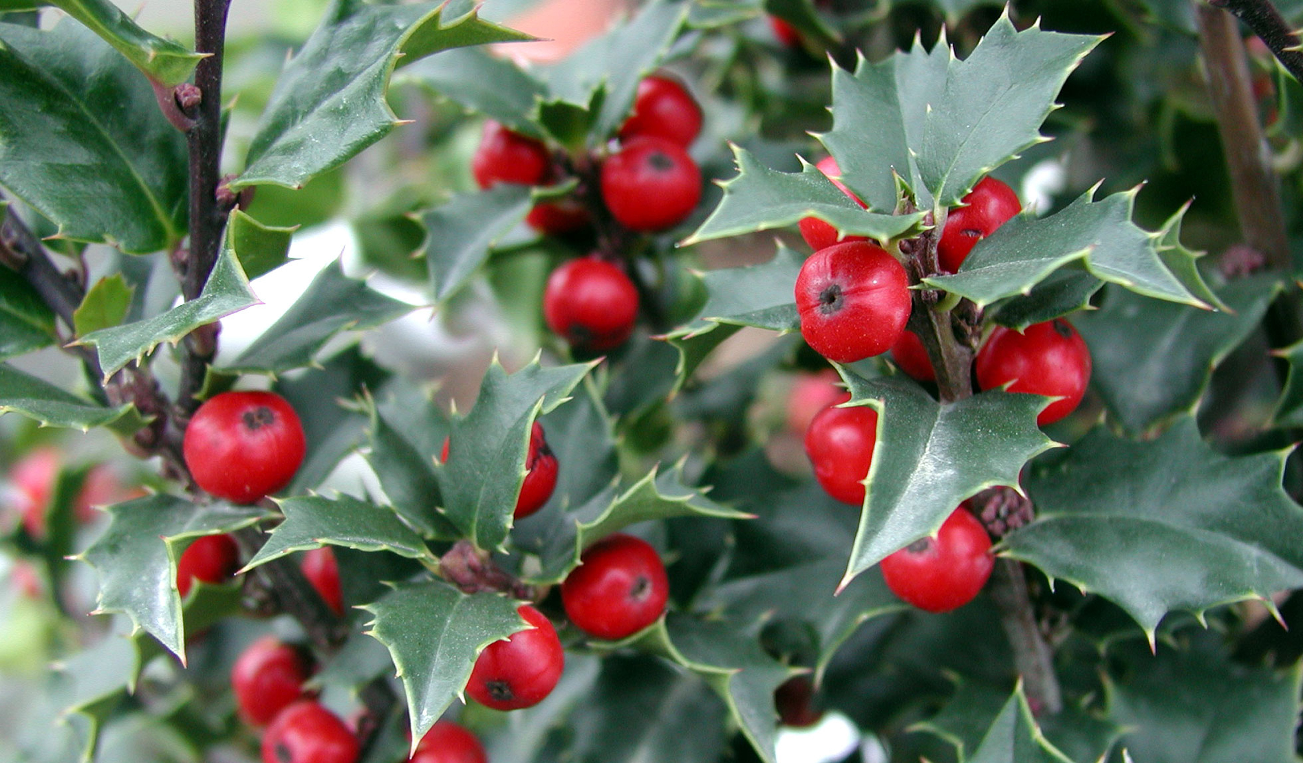 Ilex-Red-Beauty 300dpi