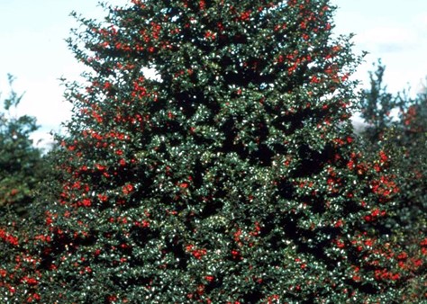 Ilex-Red-Beauty-tree 300dpi