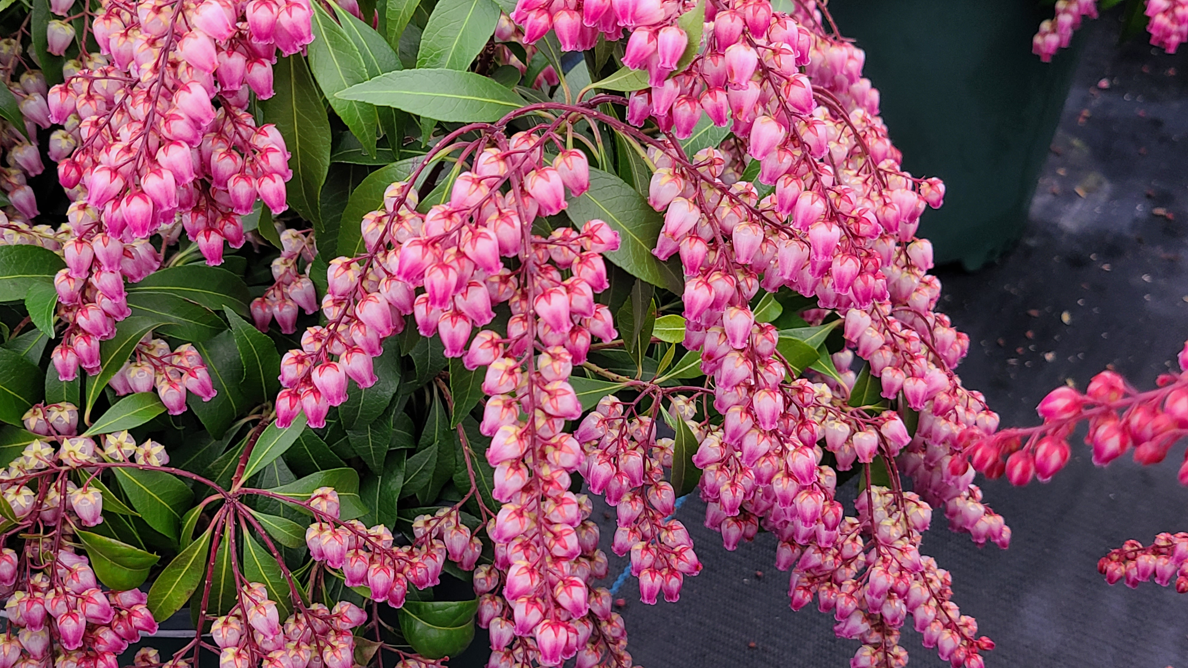 Pieris Katsura (8)