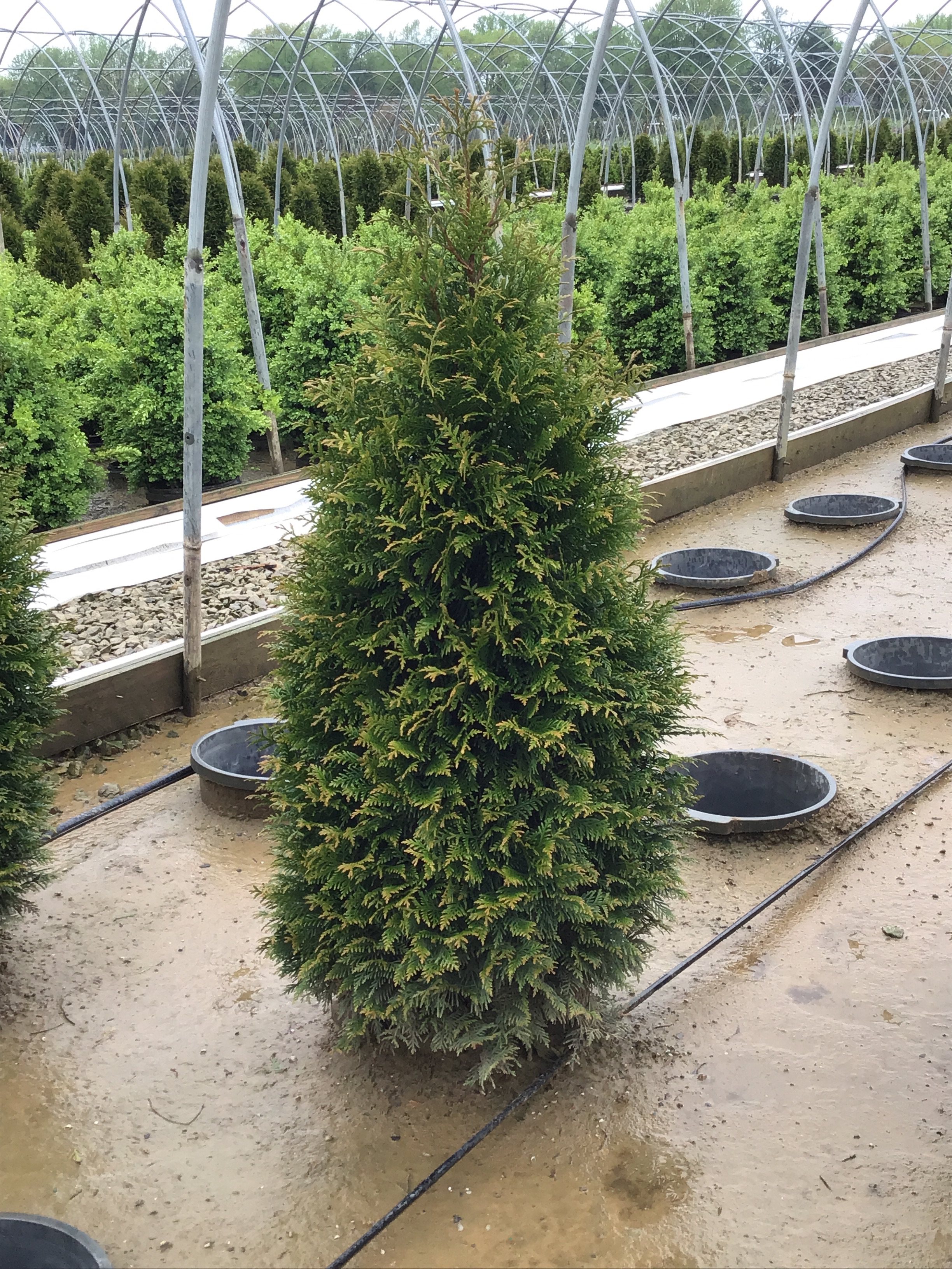 1 Thuja Junior Giant (HFN) Willoway May 2021