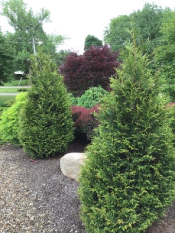 1 Thuja Junior Giant (HFN) Willoway June 2020