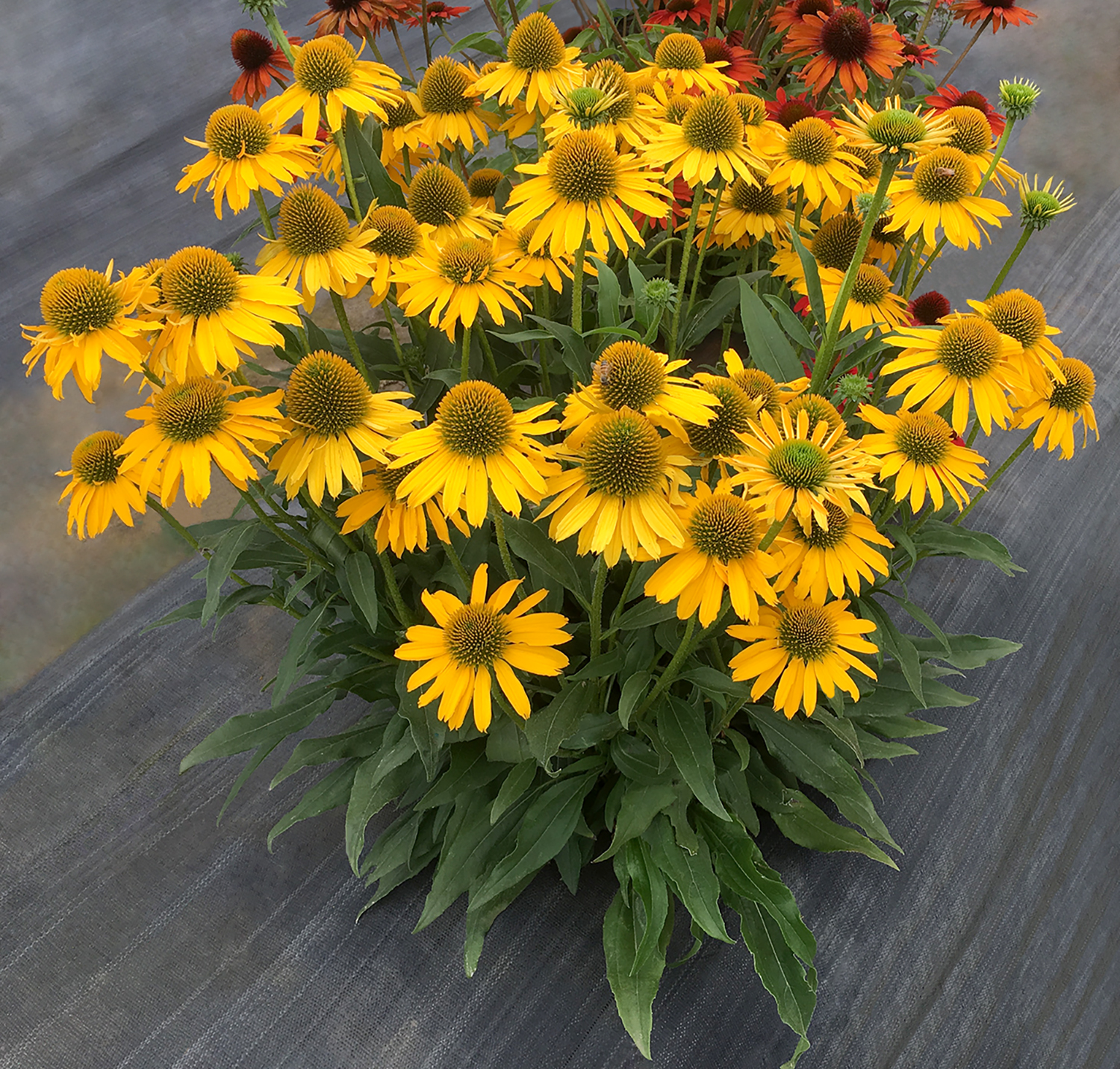 Echinacea-Kismet-Yellow from TN