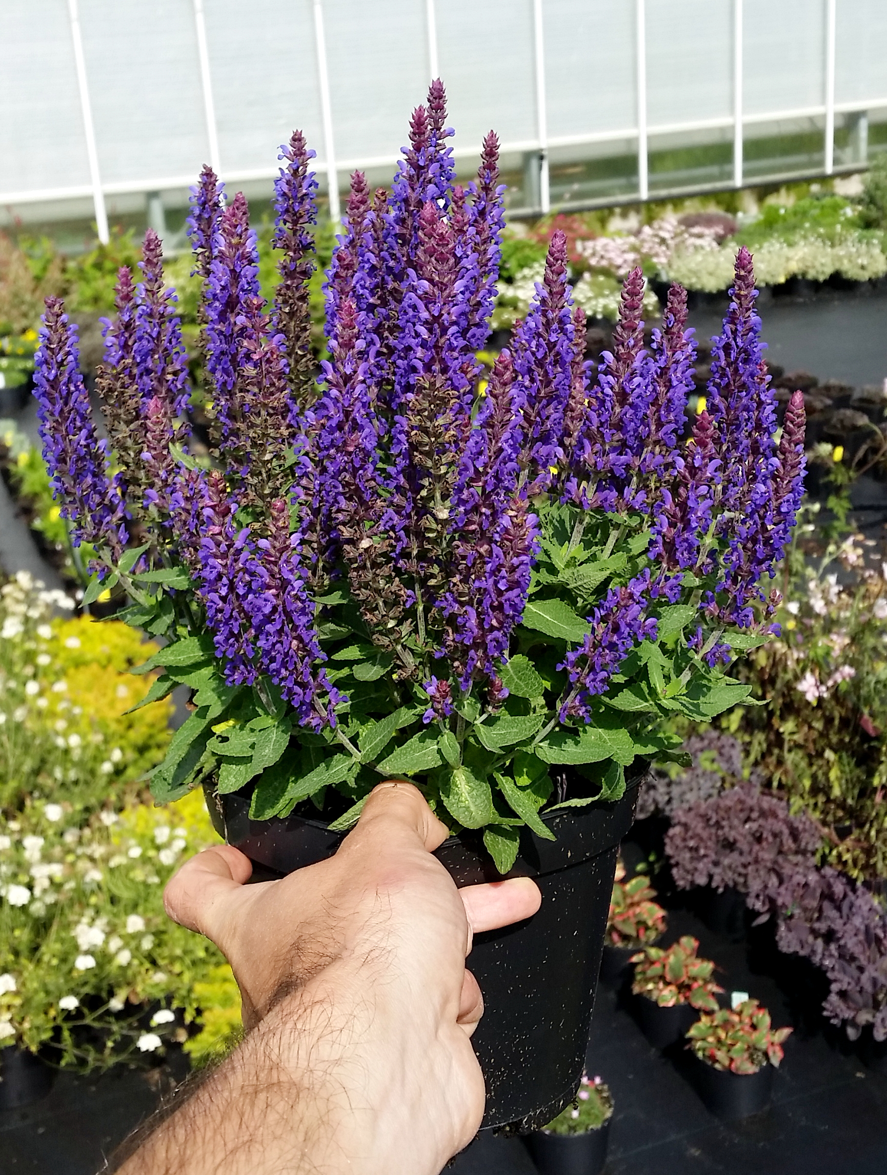 Salvia Blue Bouquetta® (1)