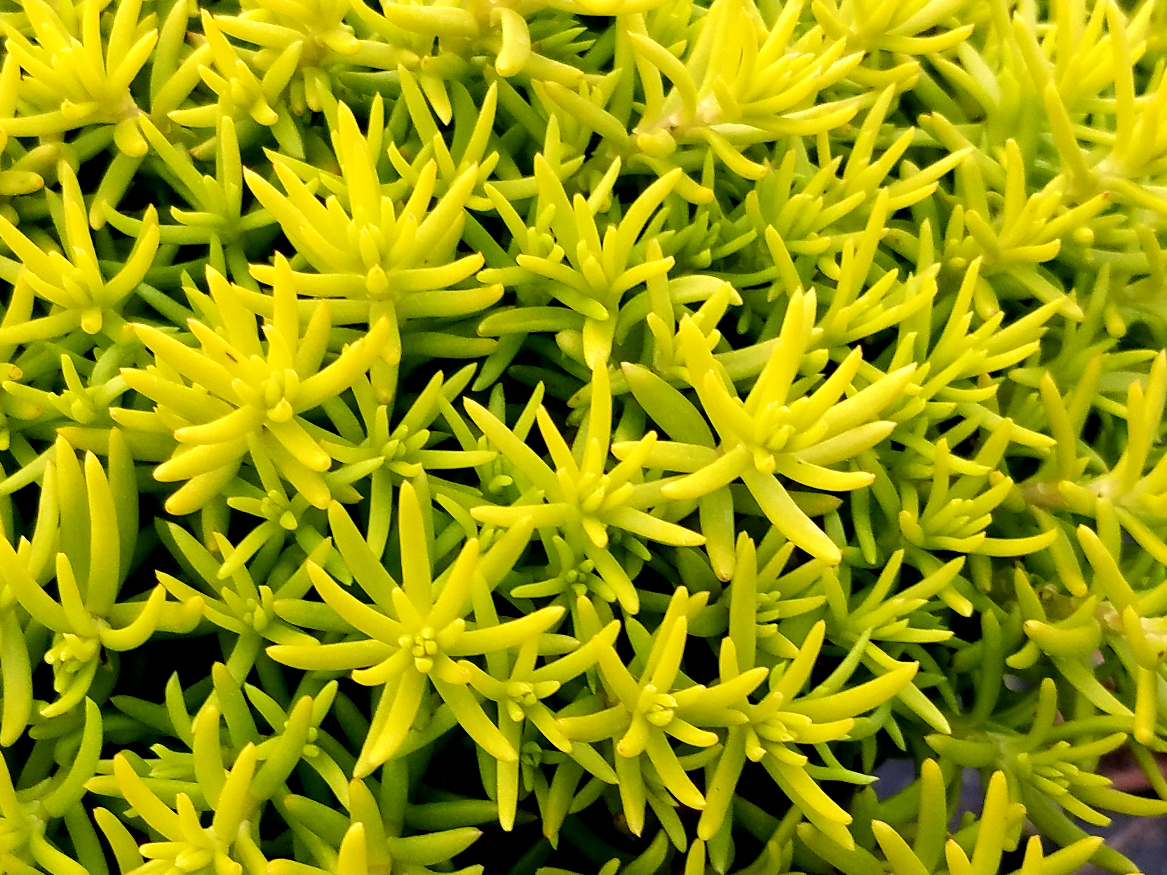 Sedum Angelina's Teacup-5 