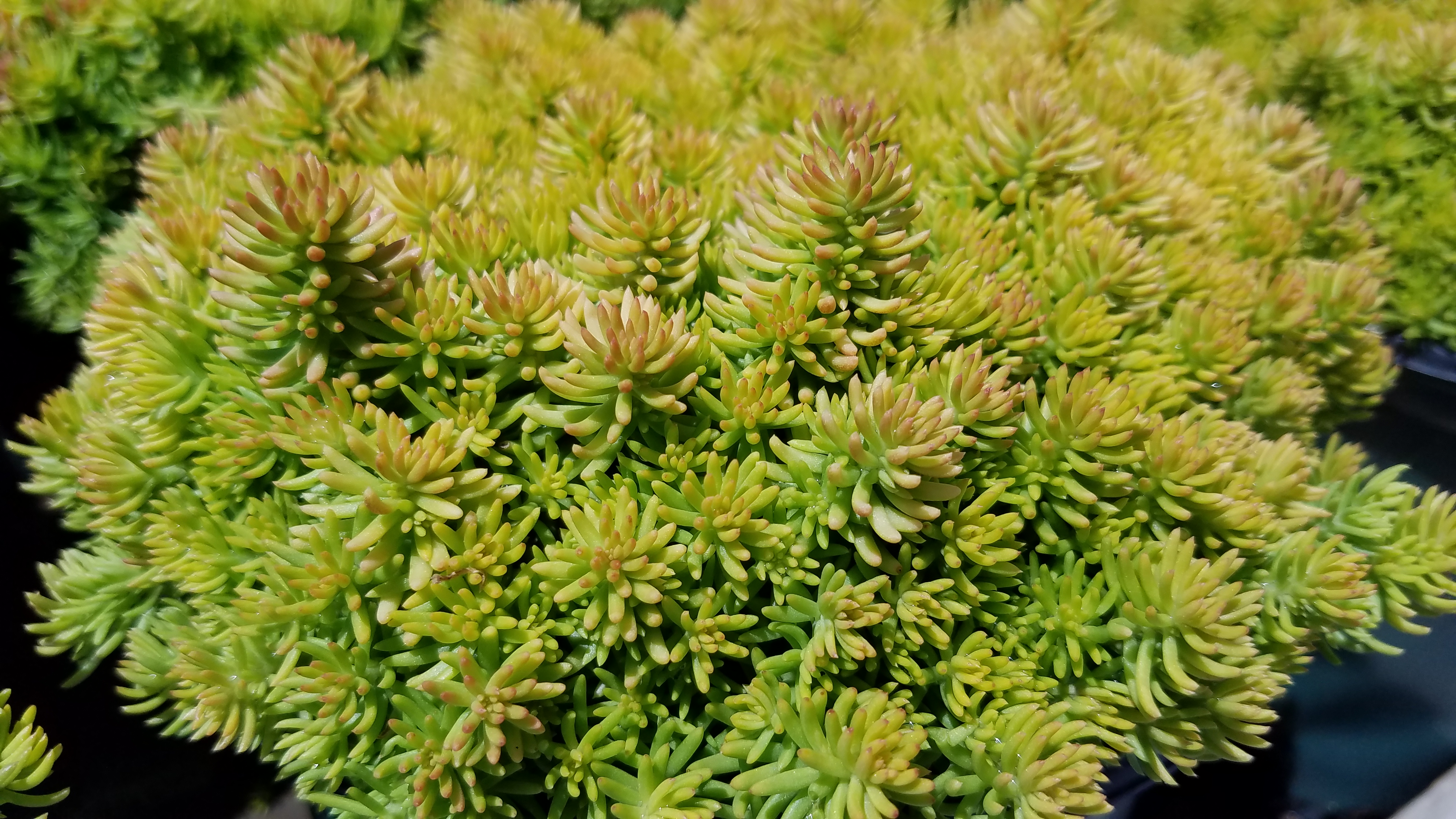 Sedum Angelina Teacup 