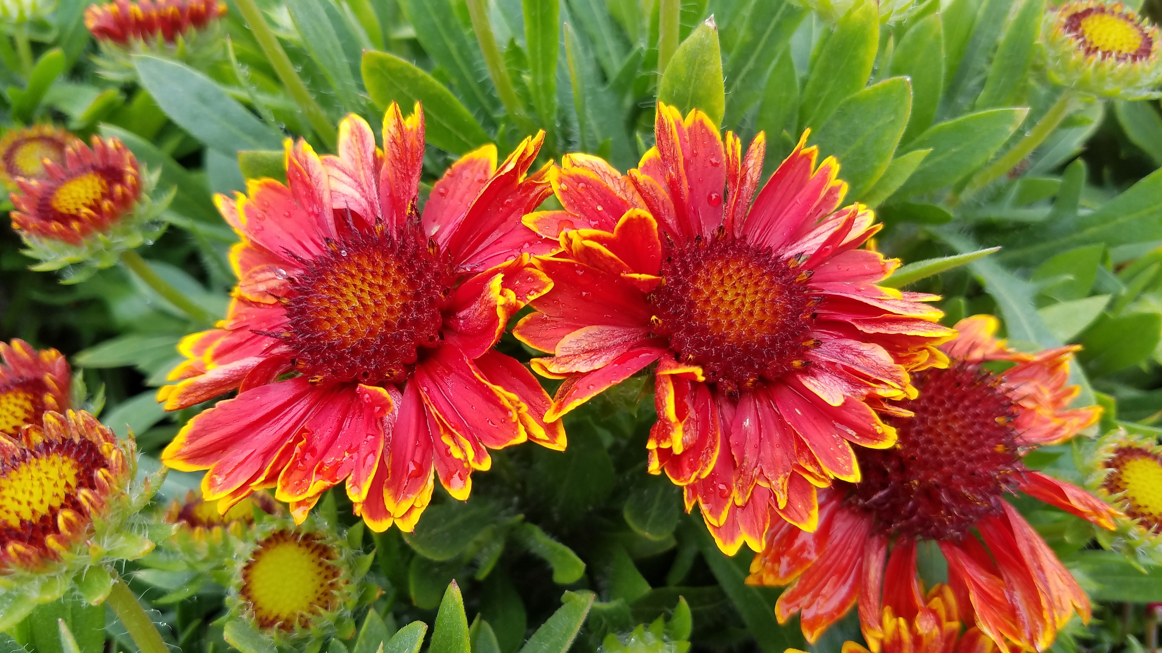 Gaillardia spintop cheap