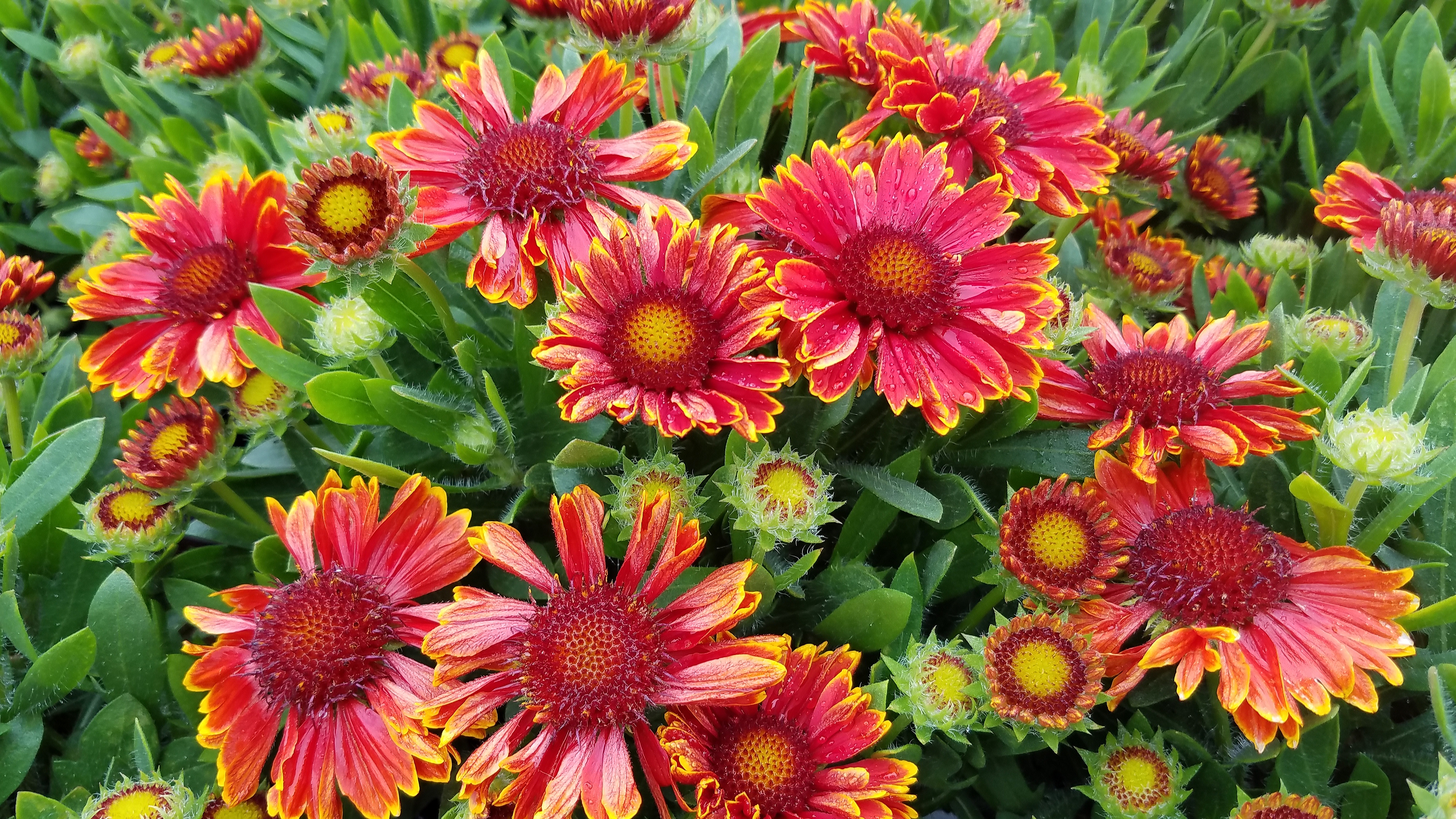 Blanket flower height cheap