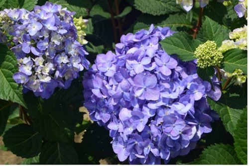 Hydrangea rock n roll