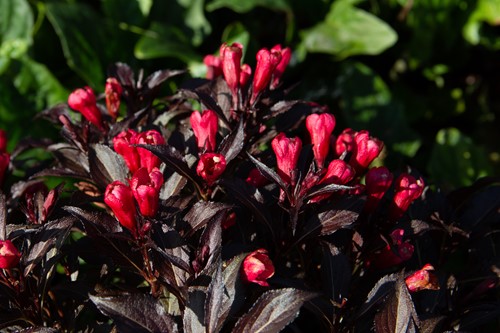 Weigela Electric Love