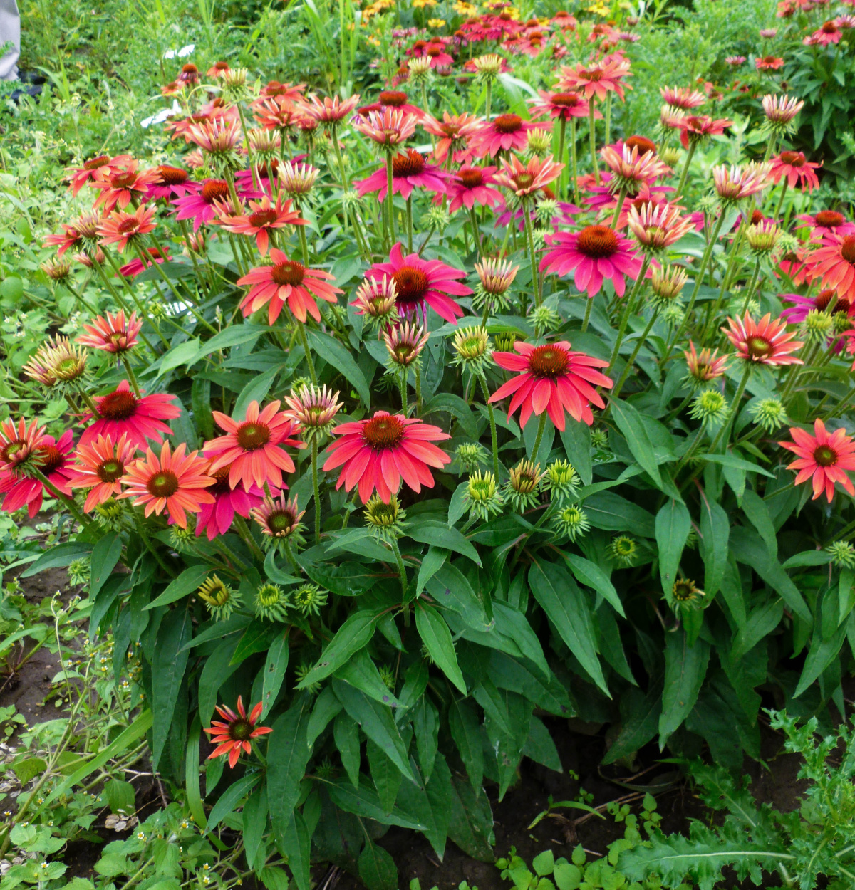 Echinacea Sombrero® Tres Amigos PP30,750 Photo