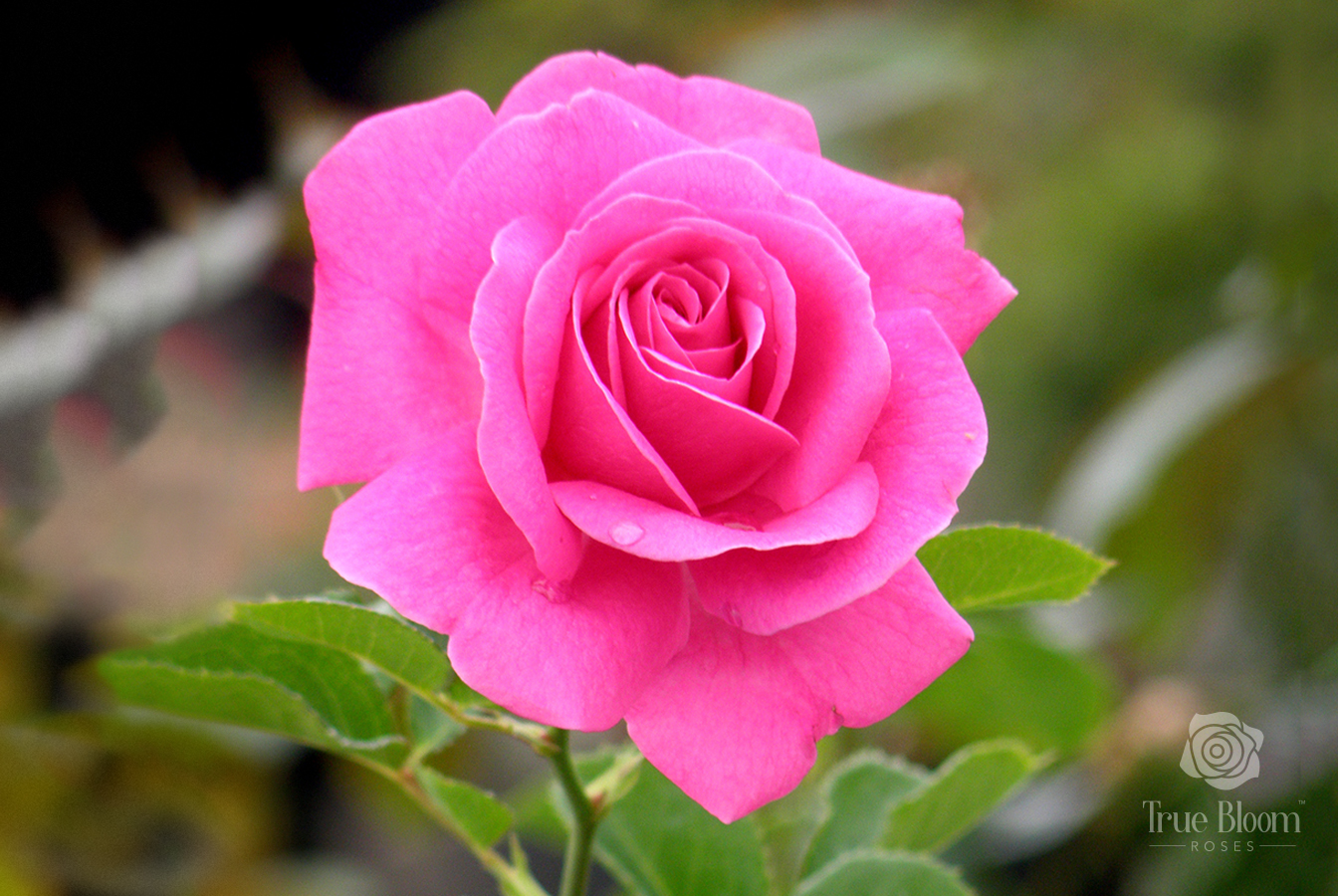 Rosa True Bloom™ True Gratitude Photo