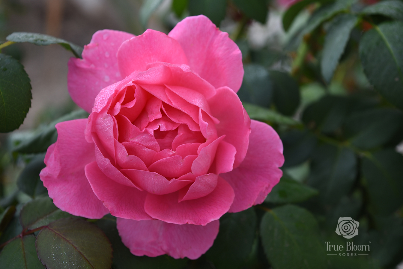 Rosa True Bloom™ True Inspiration Photo