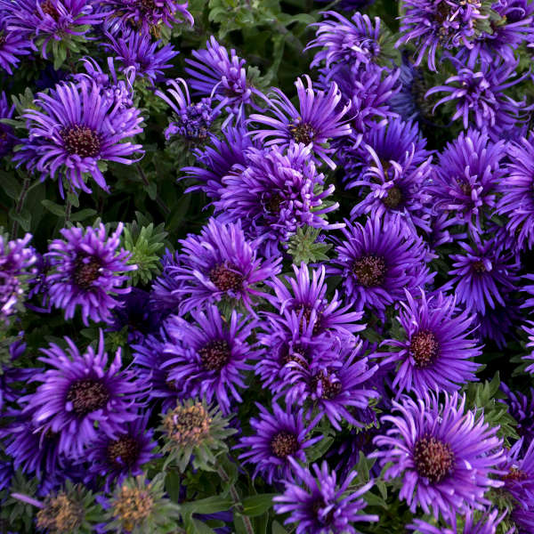 Aster 'Grape Crush' PP33,612 Photo