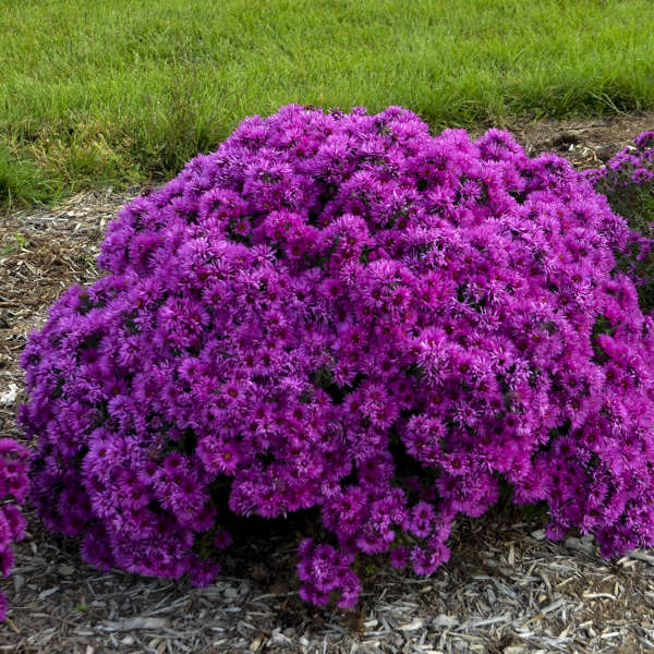 Aster 'Pink Crush' PP33,628 Photo