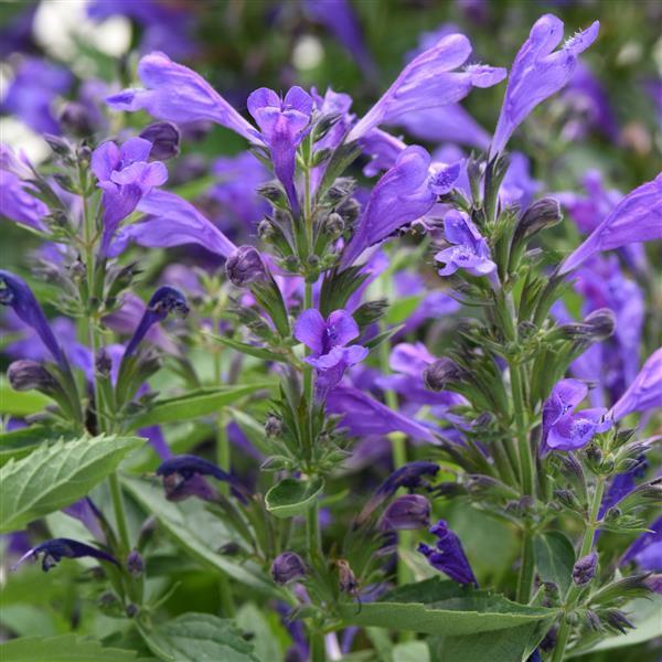 Nepeta Prelude™ Purple PPAF Photo