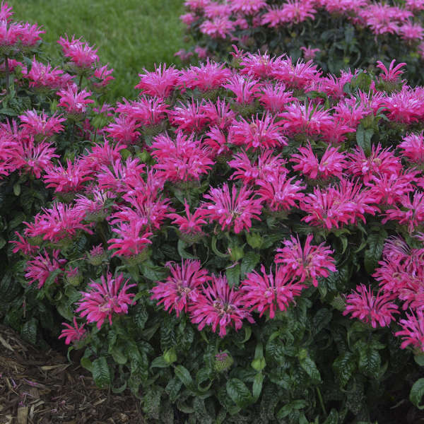 Monarda 'Electric Neon Pink' PP30,347 Photo