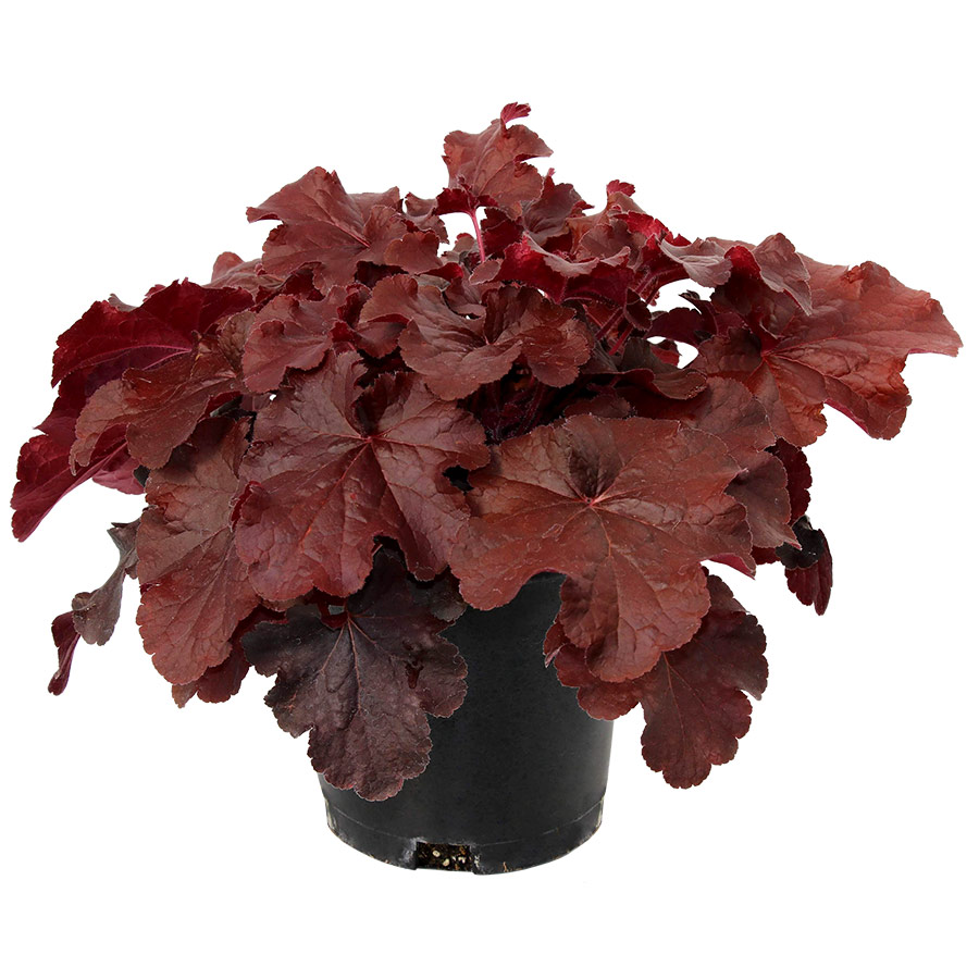 Heuchera Northern Exposure™ Red PP29,420 Photo