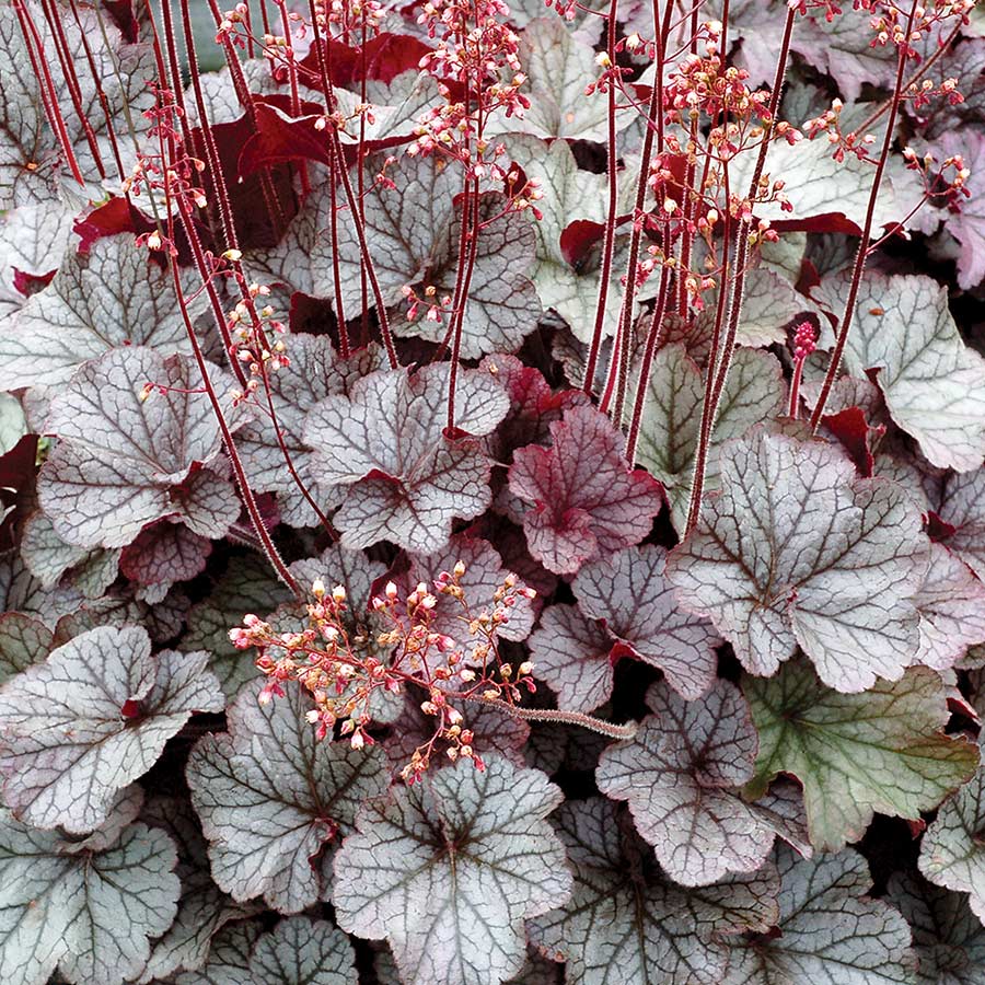 Heuchera NE Silver via Terra Nova