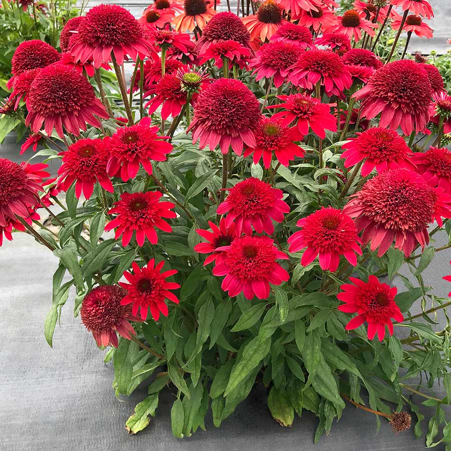 Echinacea Sunny Days™ Ruby PPAF Photo