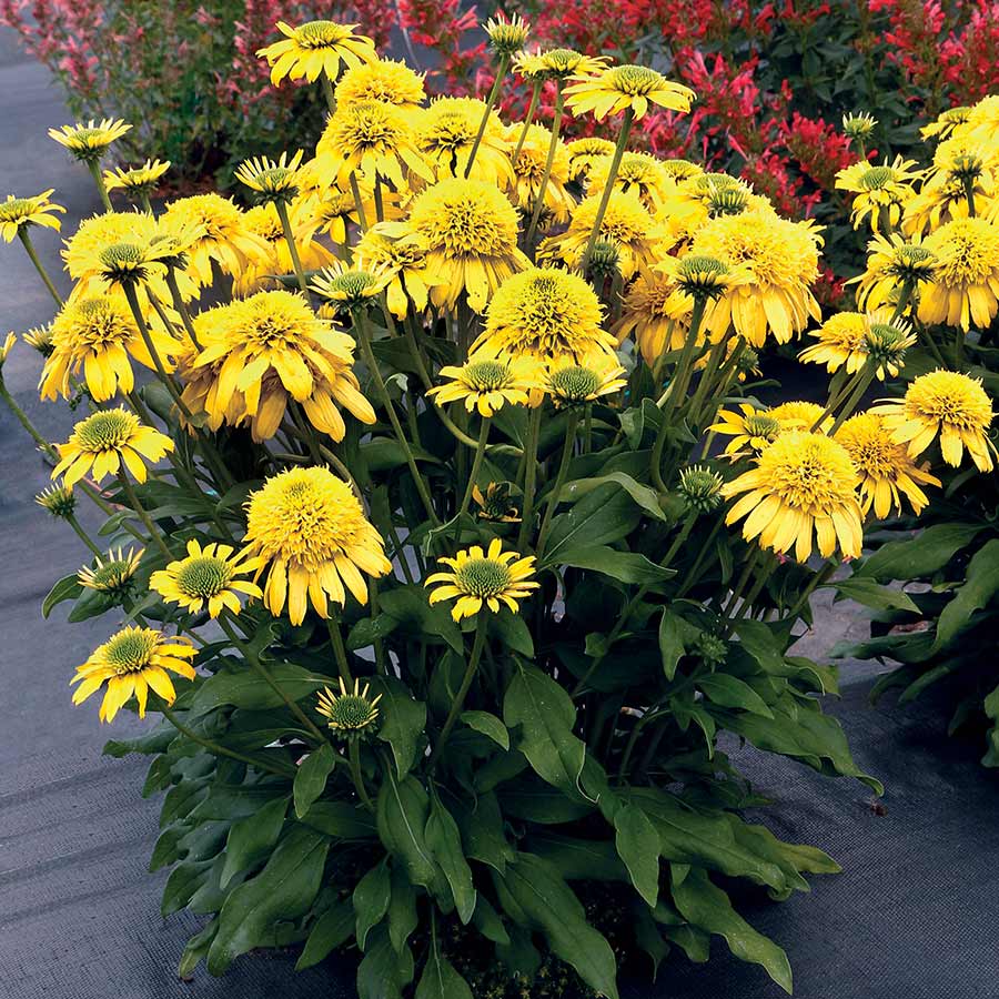 Echinacea Sunny Days™ Lemon PPAF Photo