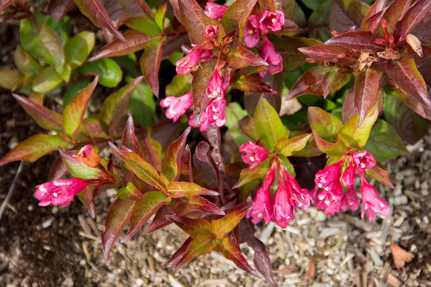 Weigela Strobe™ PP30,866 Photo