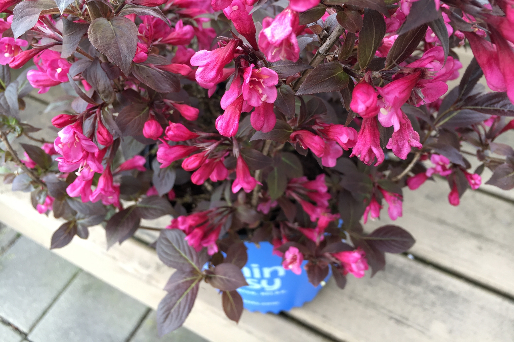 Weigela Stunner® PP30,185 Photo