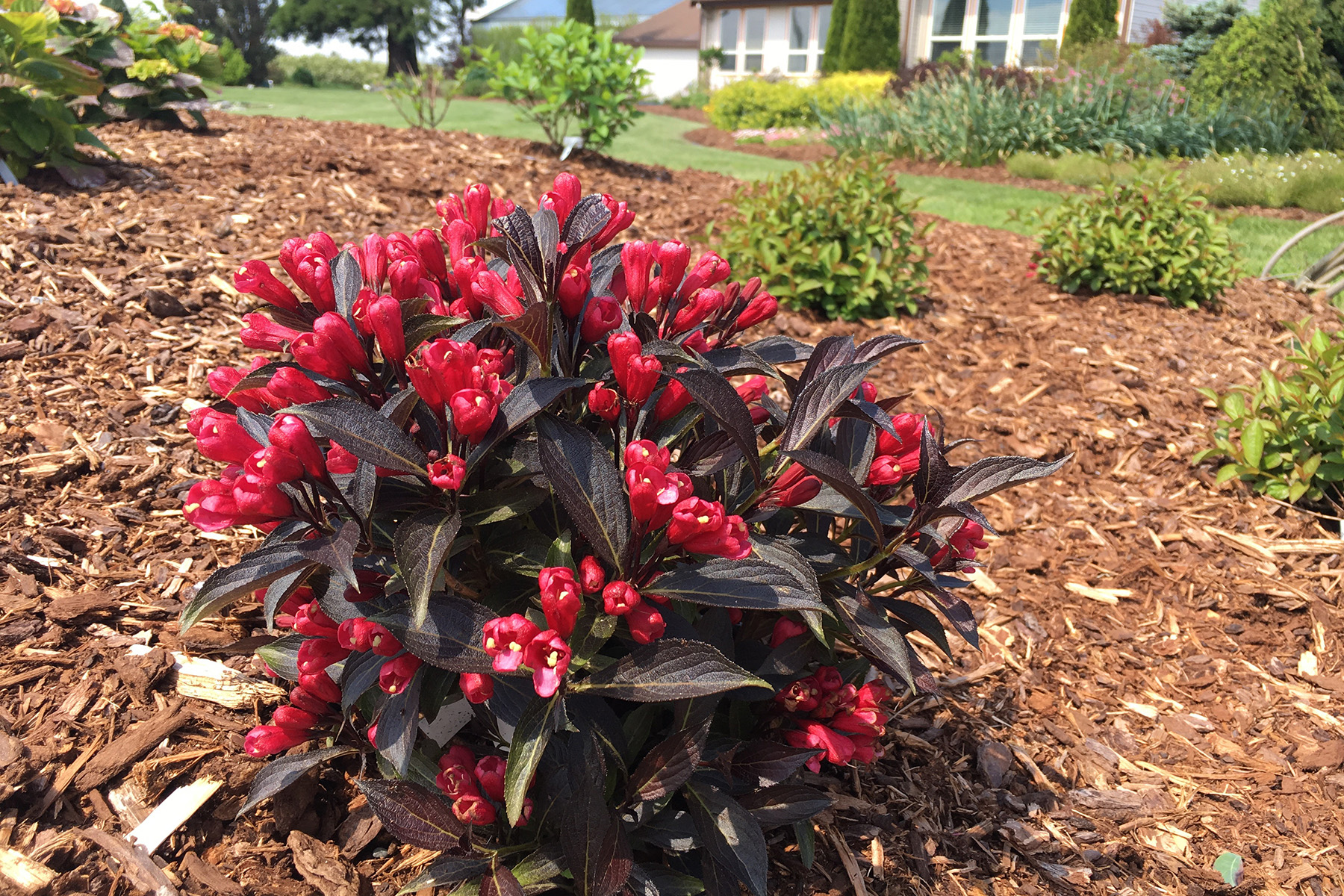 Weigela Electric Love® PP30,065 Photo